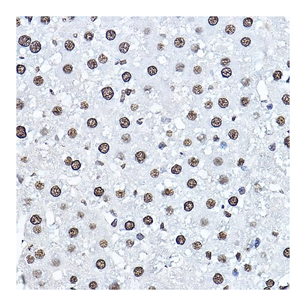 Merck Anti- Twist antibody produced in rabbit