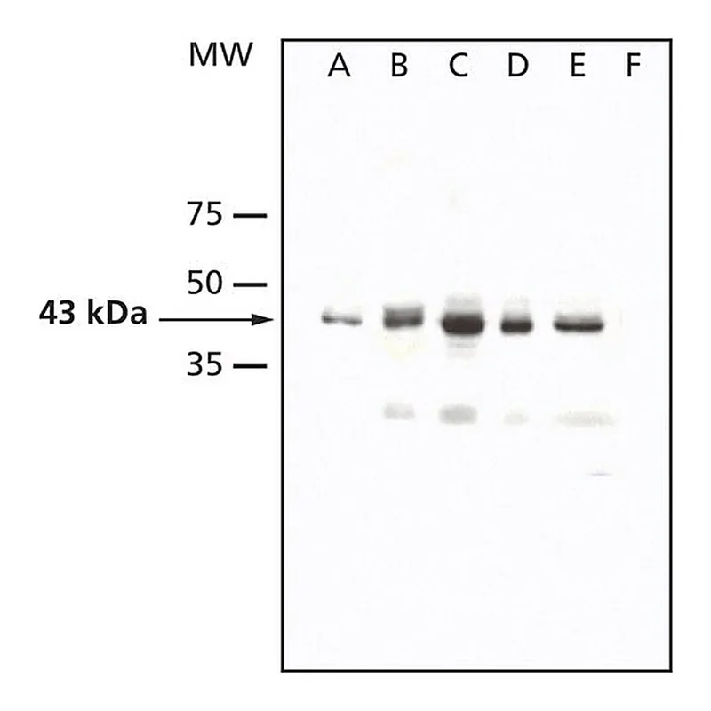 Merck Anti-AtMPK4 antibody produced in rabbit