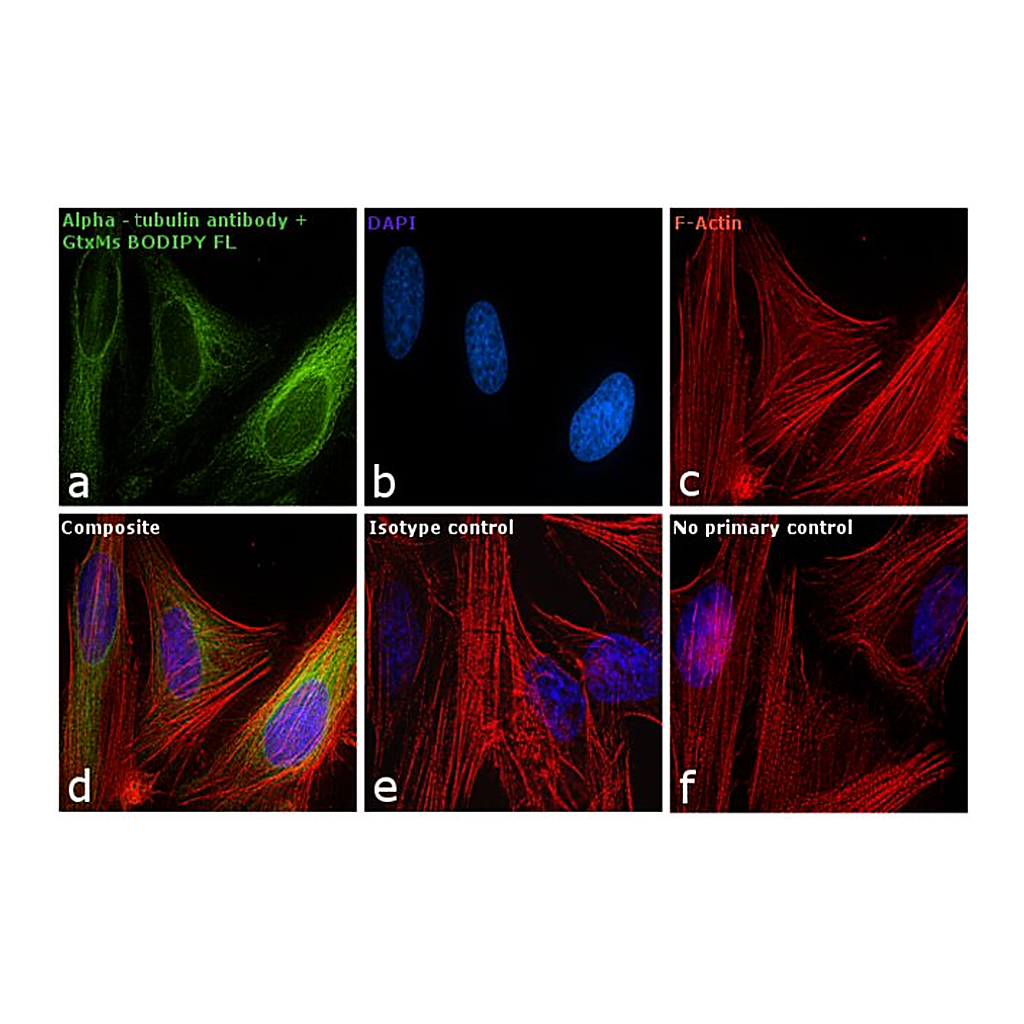 Thermo Fisher Scientific Goat anti-Mouse IgG (H+L) Cross-Adsorbed Secondary Antibody, BODIPY FL