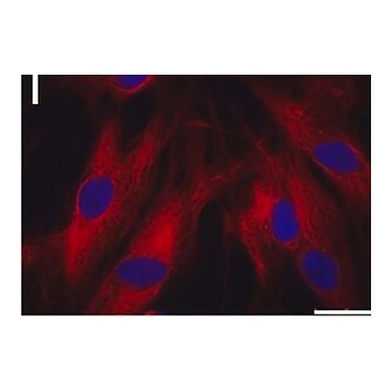 Merck MONOCLONAL ANTI-A-SARCOMERIC ACTIN, &