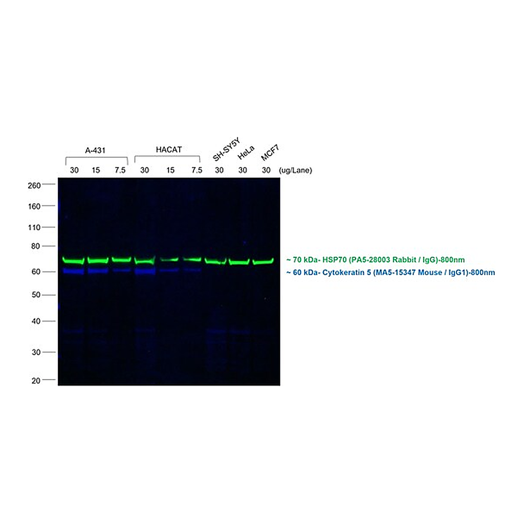 Thermo Fisher Scientific F(ab`)2-Goat anti-Mouse IgG (H+L) Secondary Antibody, Qdot 800
