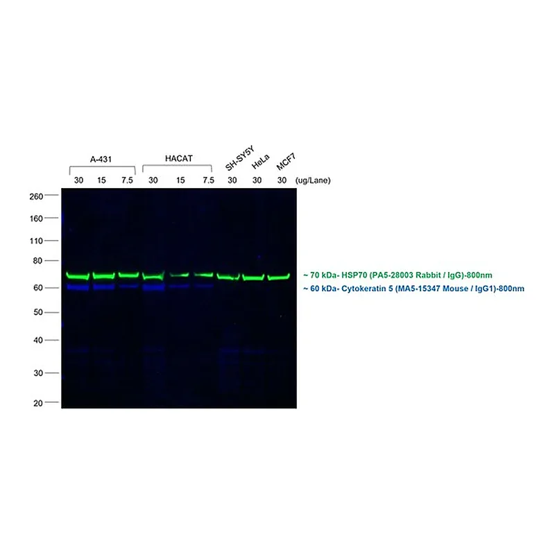 Thermo Fisher Scientific F(ab`)2-Goat anti-Mouse IgG (H+L) Secondary Antibody, Qdot 800