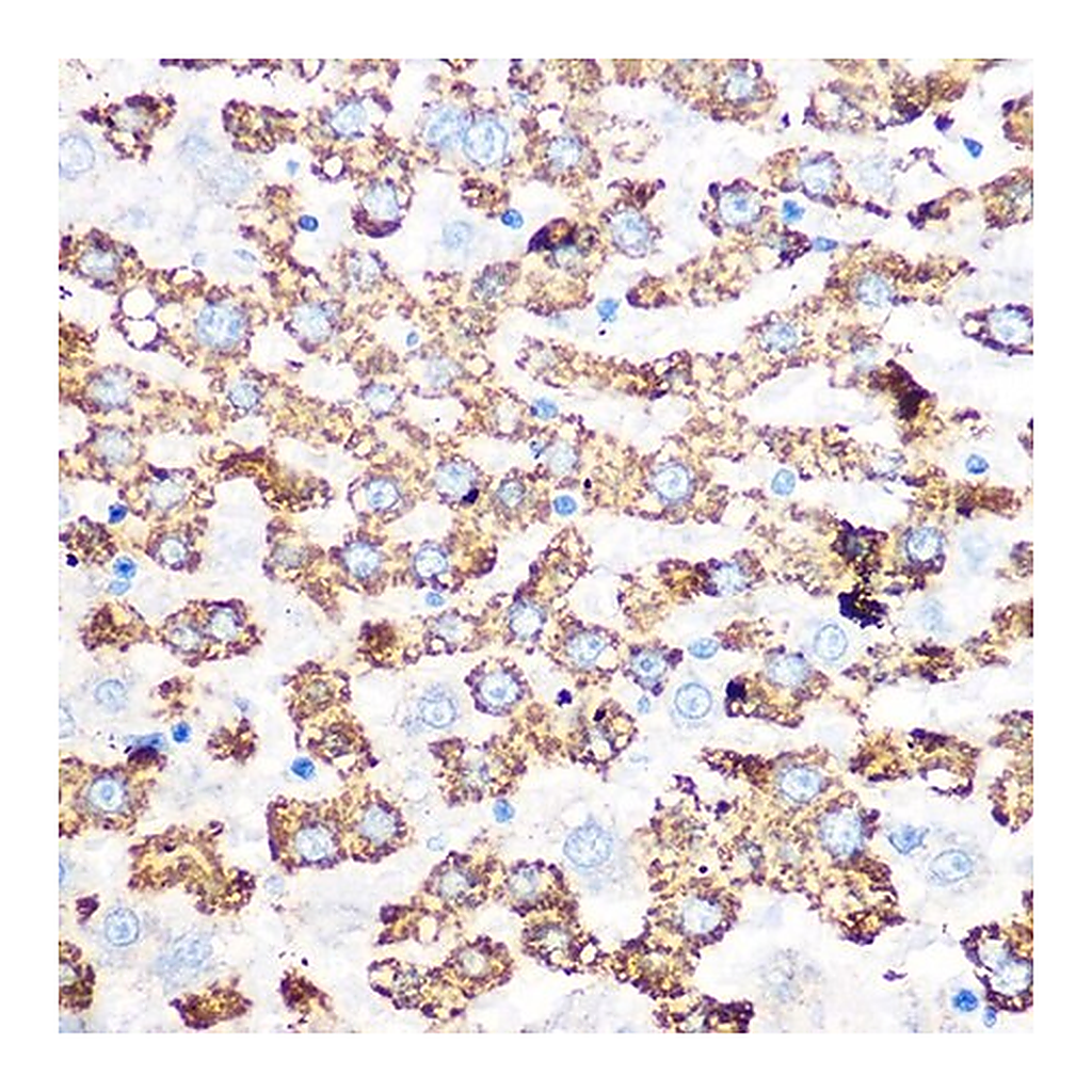 Merck Anti-GLUD1 antibody produced in rabbit