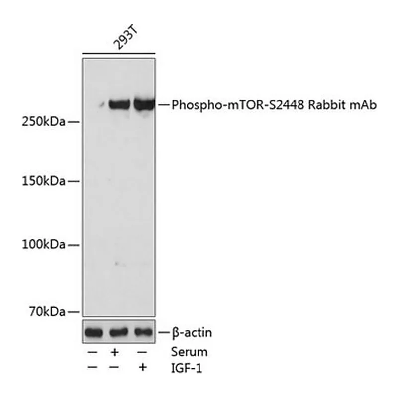 Merck Anti-Phospho-mTOR-S2448 antibody produced in rabbit