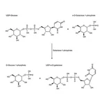 Merck Galactose-1-phosphate Uridyltransferase from galactose-adapted yeast