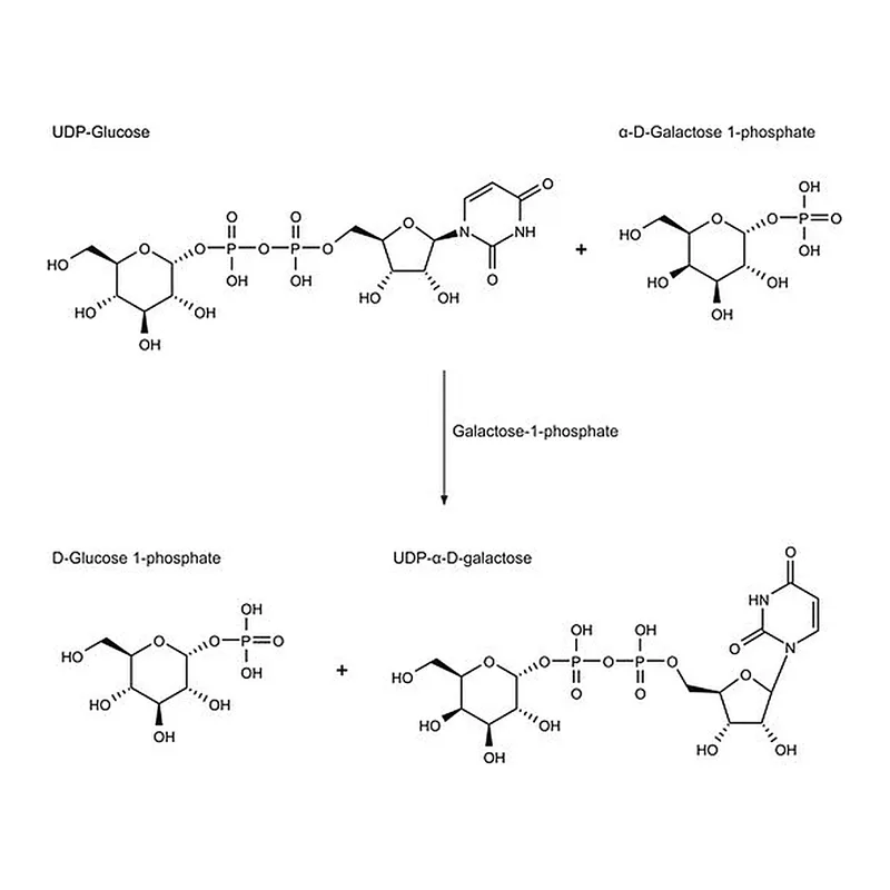 Merck Galactose-1-phosphate Uridyltransferase from galactose-adapted yeast