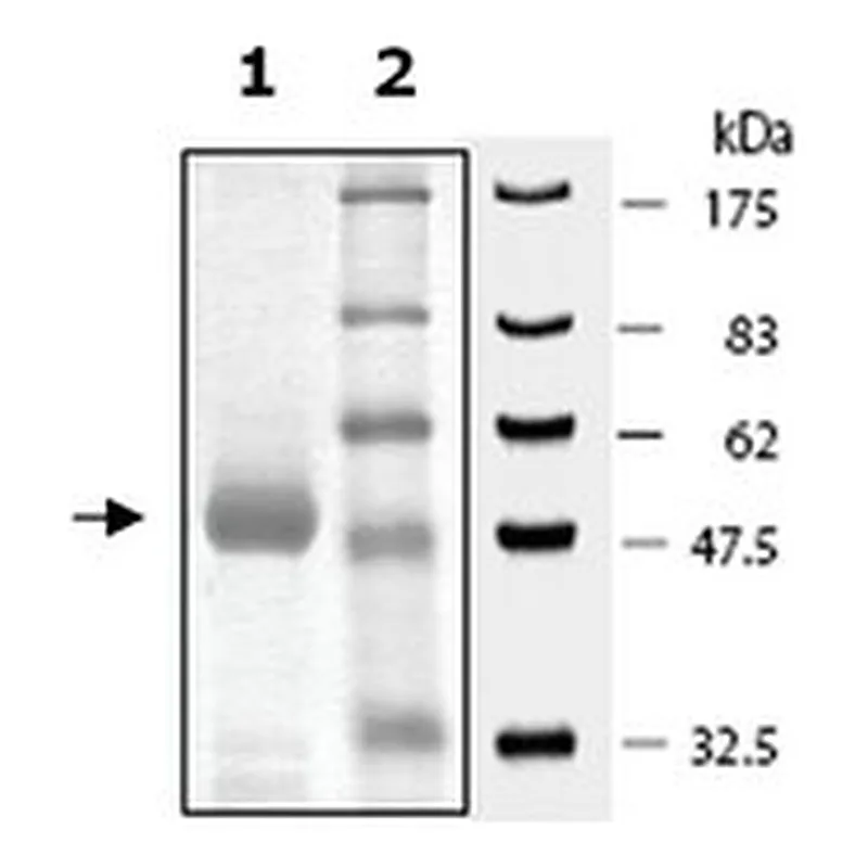 Merck PLK1 POLO BOX DOMAIN ACTIVE HUMAN