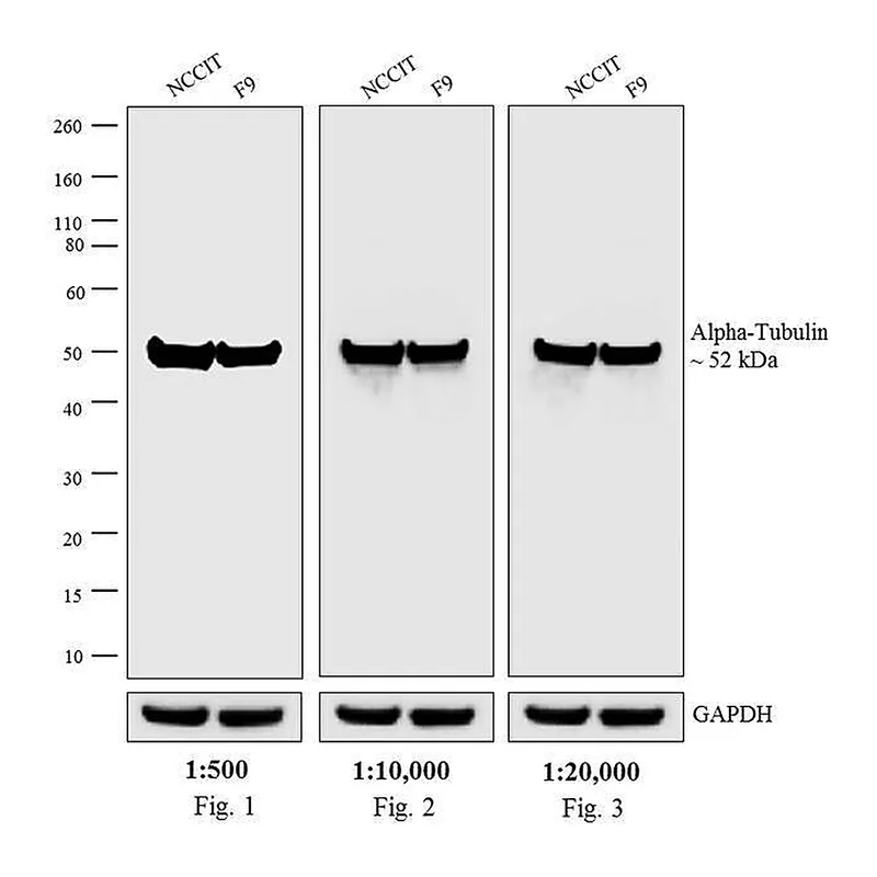 Thermo Fisher Scientific Donkey anti-Rat IgG (H+L) Highly Cross-Adsorbed Secondary Antibody, HRP