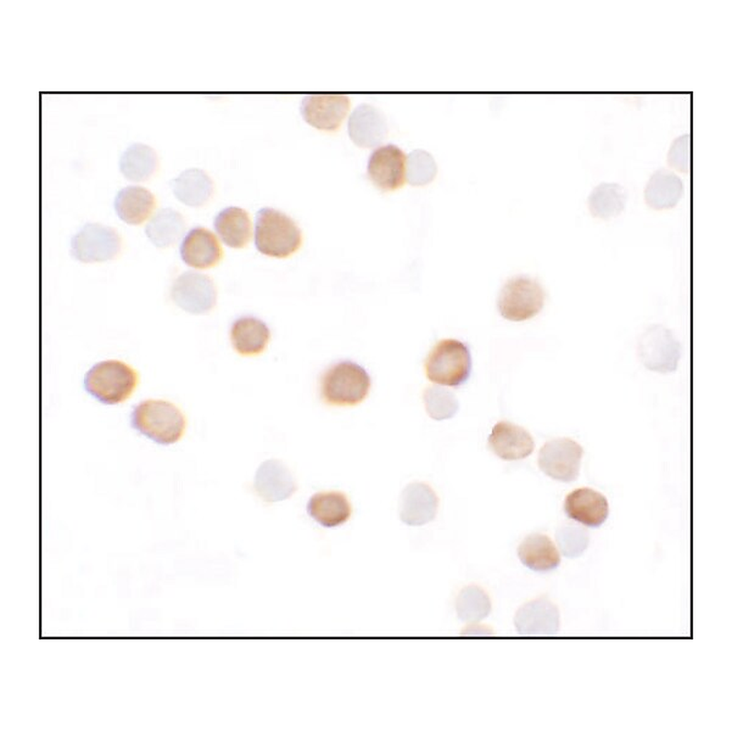 Merck Anti-KREMEN2 antibody produced in rabbit
