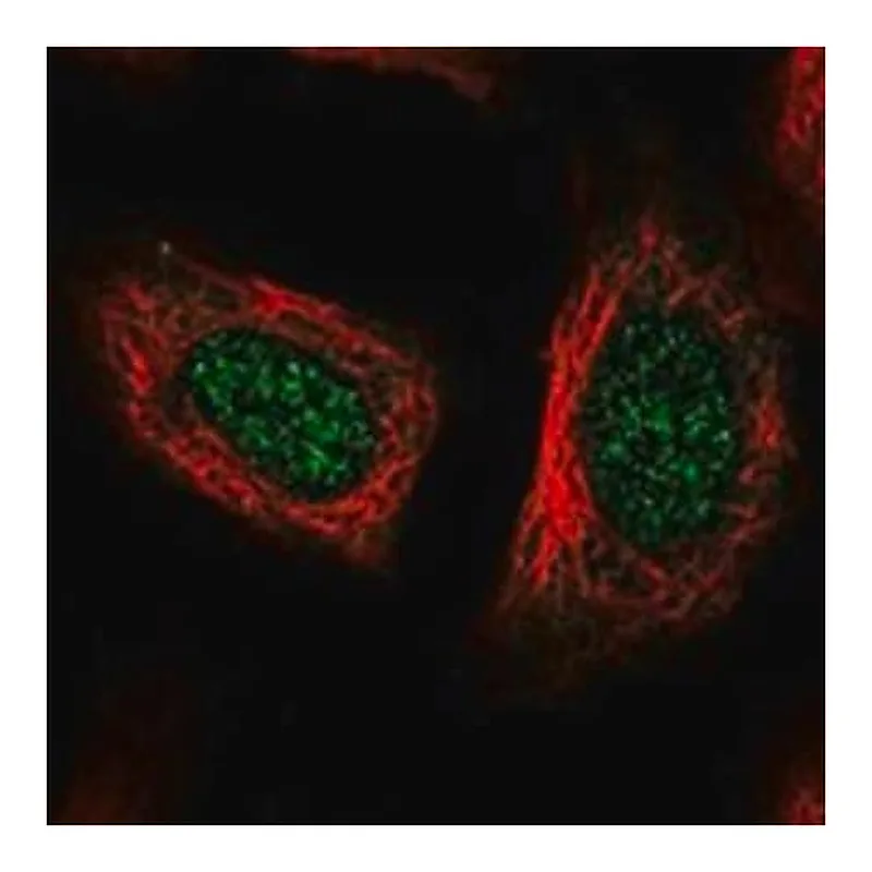 Merck Anti-POLR2L antibody produced in rabbit