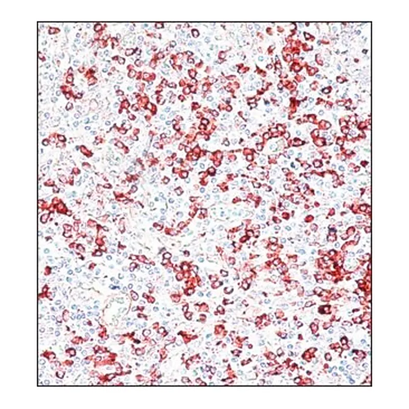 Merck ANTI-HUMAN IGG (GAMMA CHAIN SPECIFIC) &