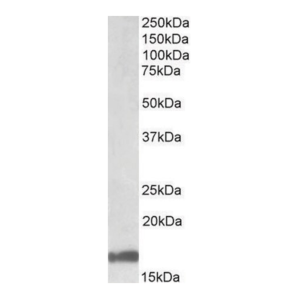 Merck Anti-GAL antibody produced in goat