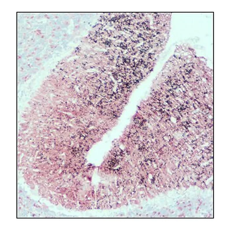 Merck ANTI-SNAP25, DEVELOPED IN RABBIT, IGG &