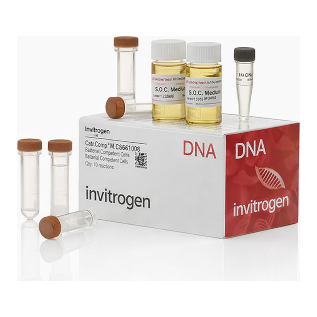 Thermo Fisher Scientific MC1061/P3 Chemically Competent E. coli
