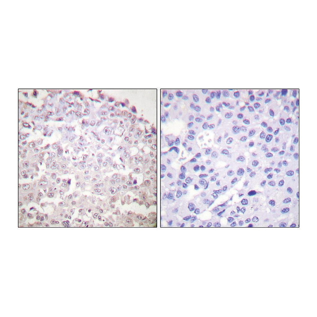 Merck Anti-GADD153 antibody produced in rabbit