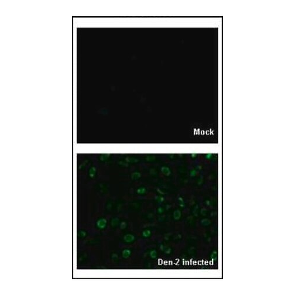 Merck Anti-Capsid Protein antibody produced in rabbit