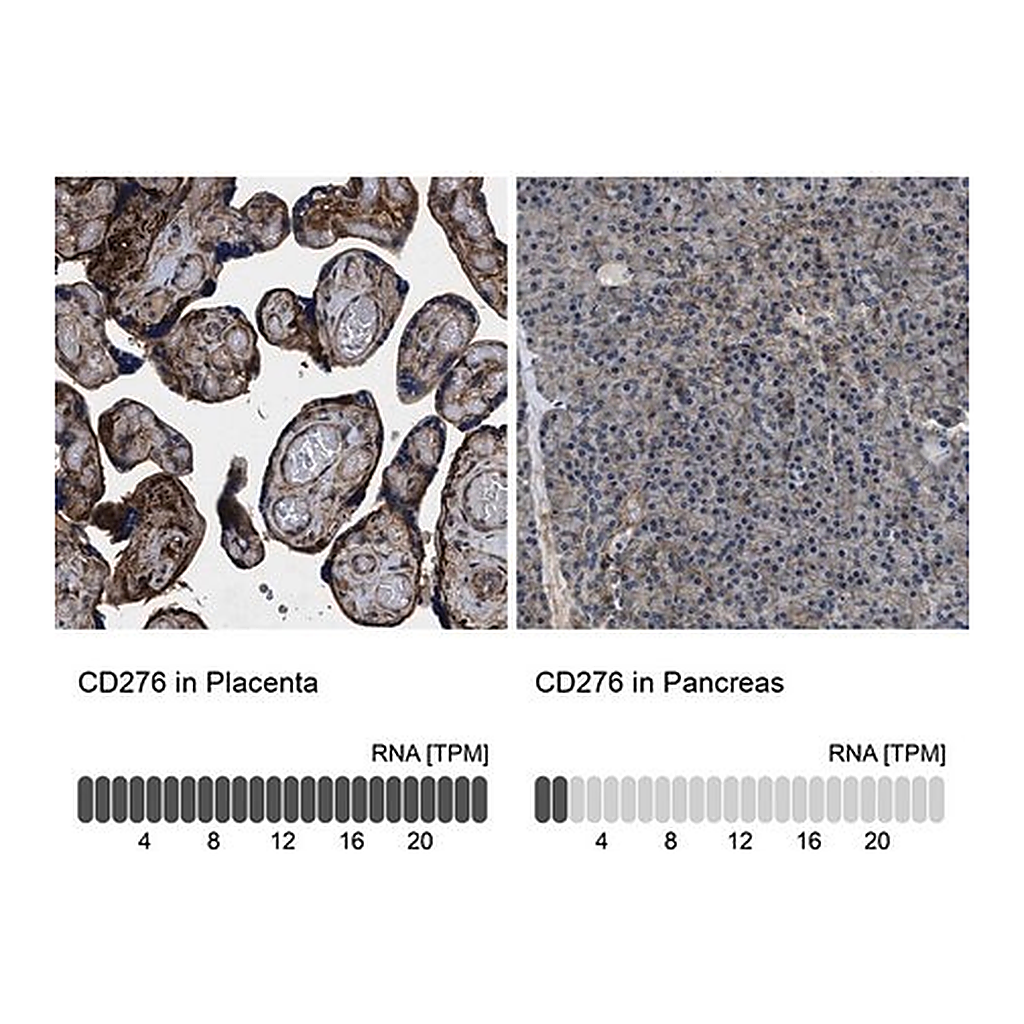 Merck Anti-CD276 antibody produced in rabbit