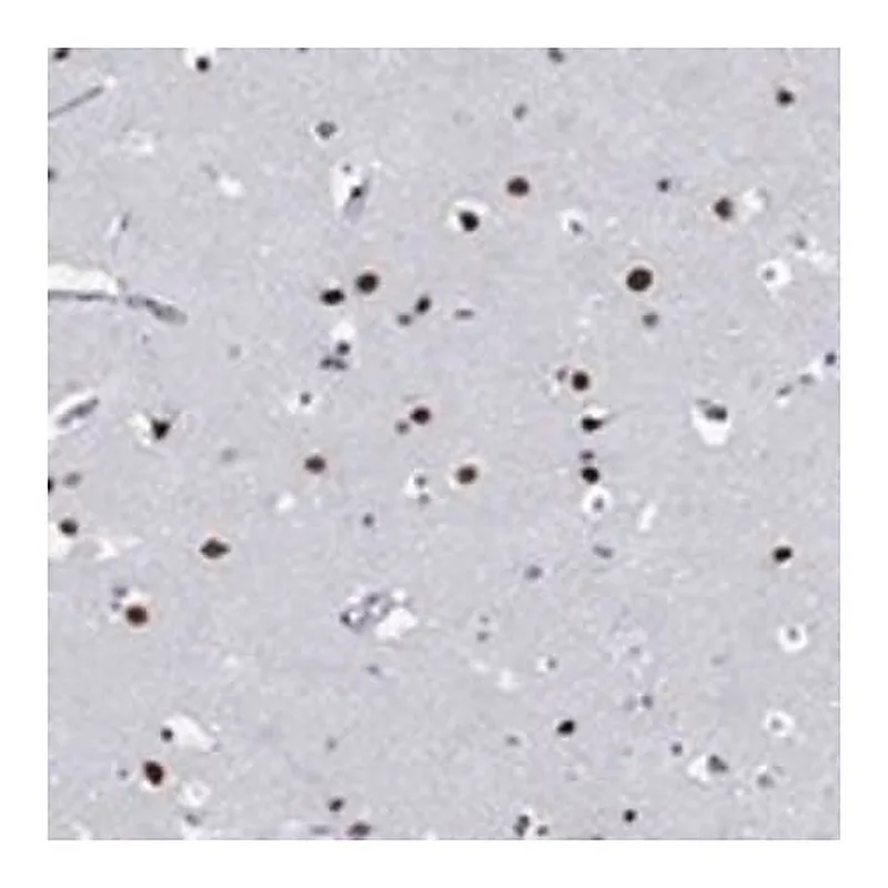 Merck Anti-MAPK8IP1 antibody produced in rabbit