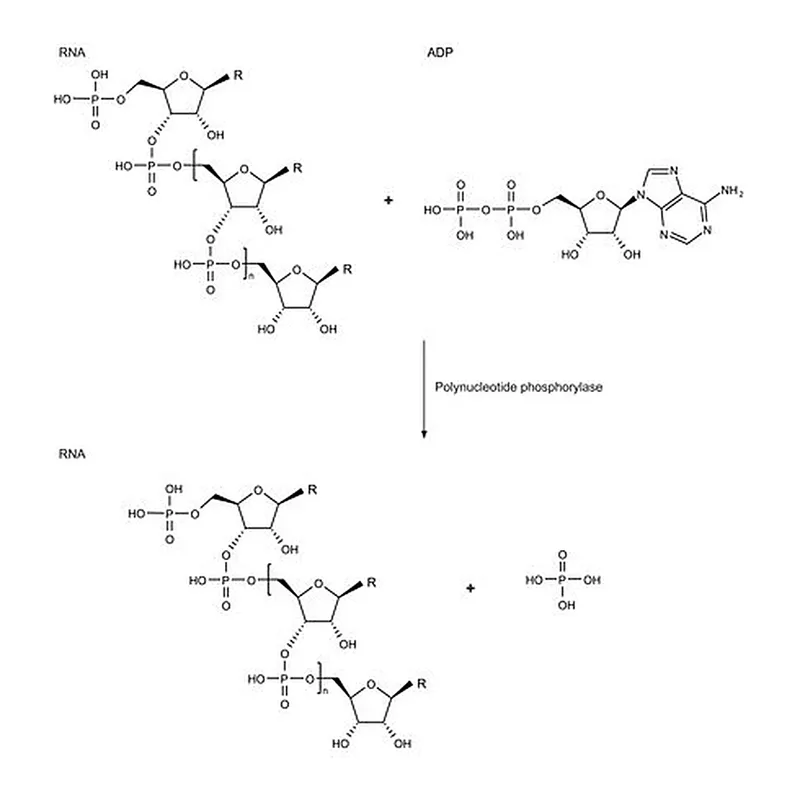 Merck Polynucleotide phosphorylase from Synechocystis sp.