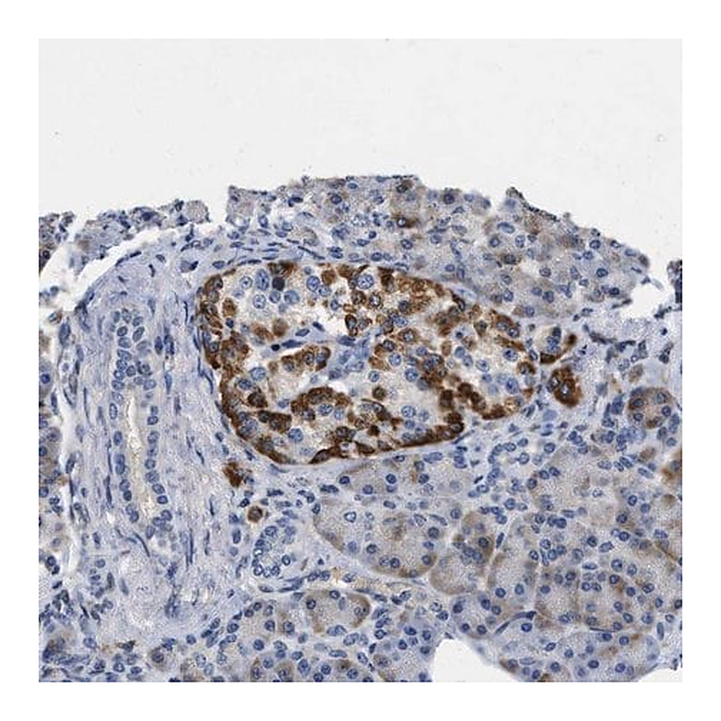 Merck Anti-VIP antibody produced in rabbit