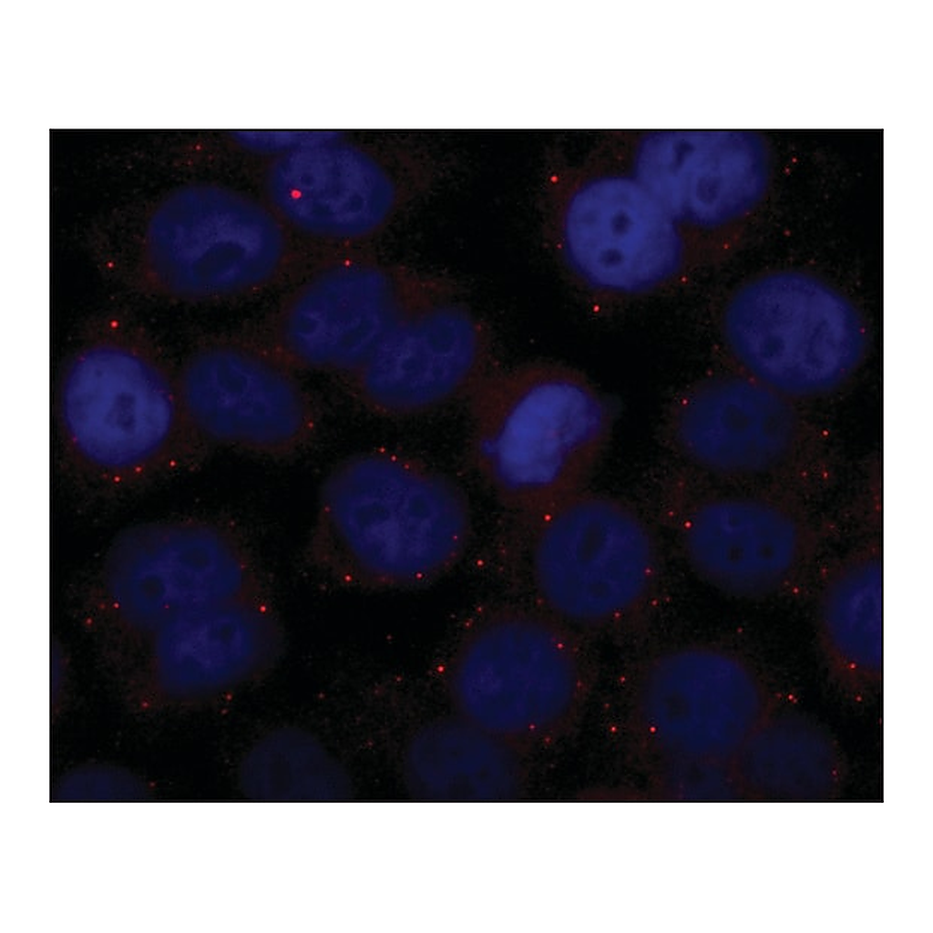 Merck Anti-GW182 antibody produced in rabbit