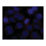 Merck Anti-GW182 antibody produced in rabbit