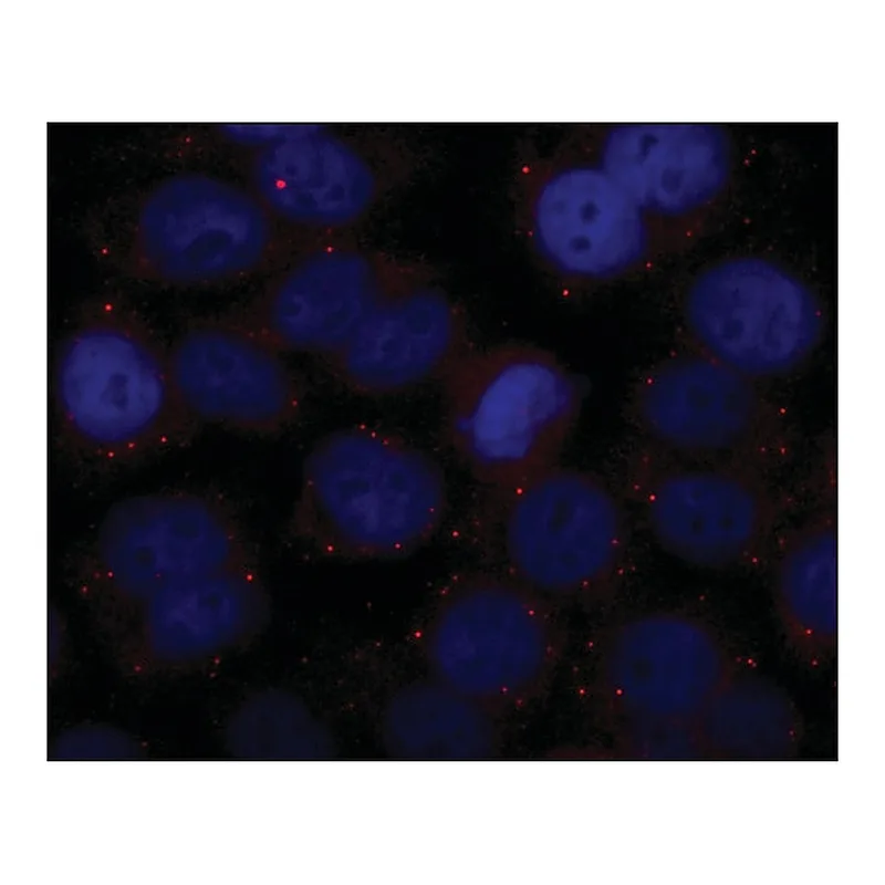 Merck Anti-GW182 antibody produced in rabbit
