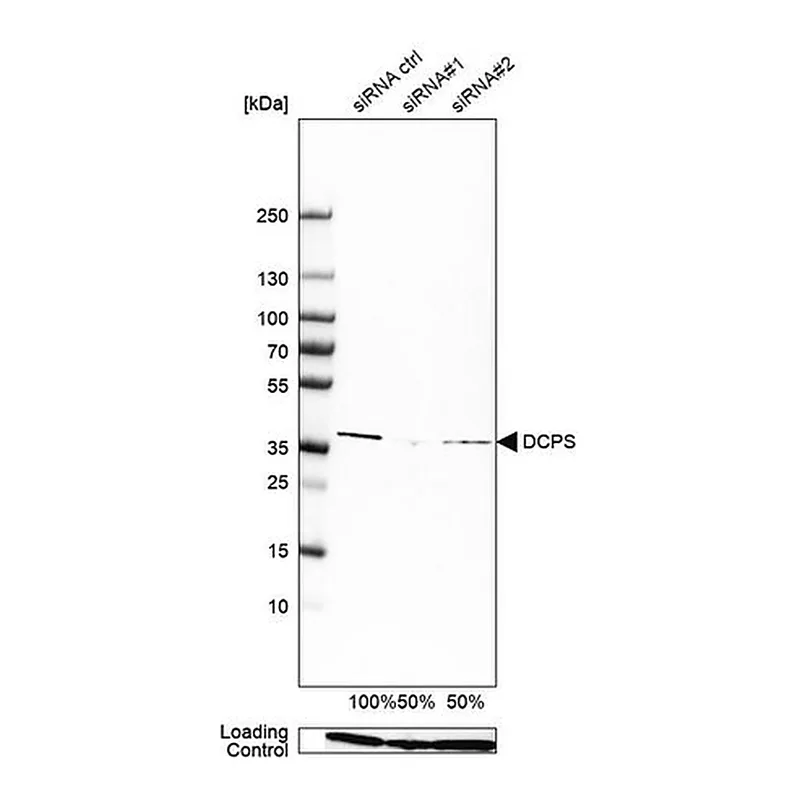 Merck Anti-DCPS antibody produced in rabbit