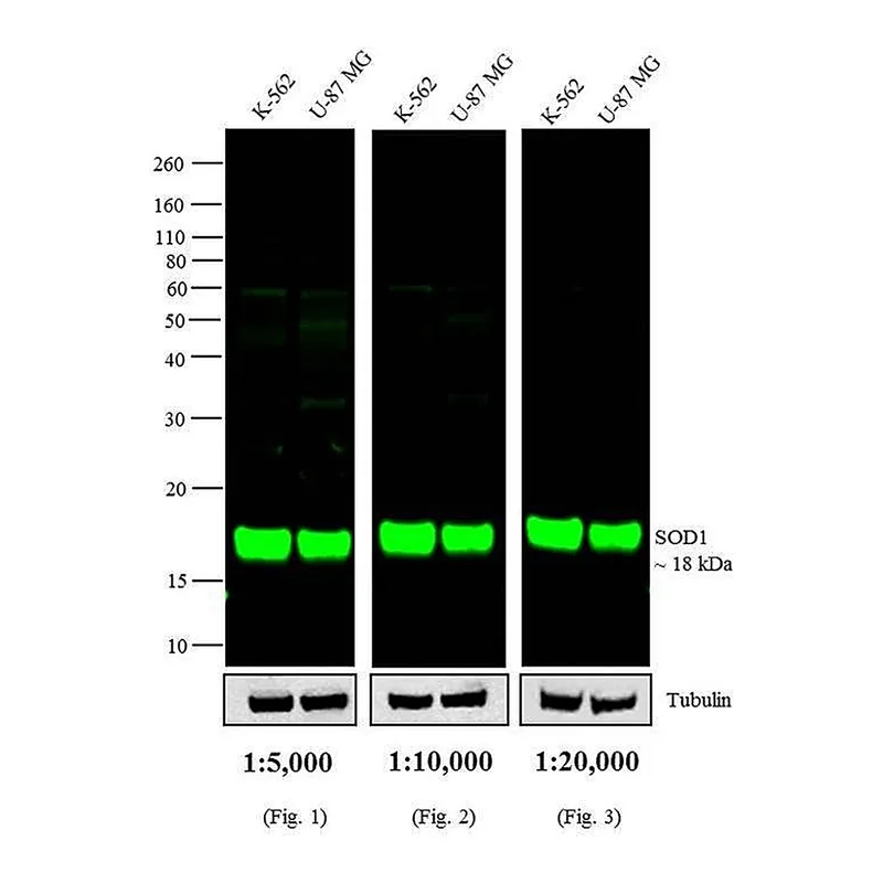 Thermo Fisher Scientific Rabbit anti-Mouse IgG (H+L) Cross-Adsorbed Secondary Antibody, DyLight 800