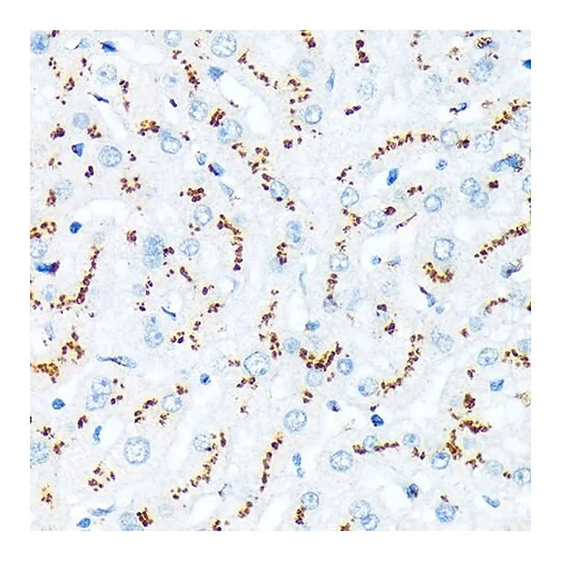 Merck Anti-TGN46/TGOLN2 antibody produced in rabbit