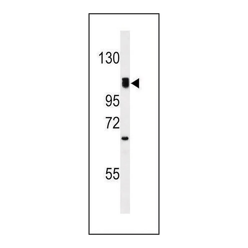 Merck ANTI-G7C (N-TERM) antibody produced in rabbit