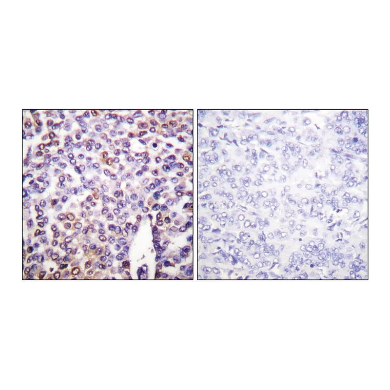 Merck Anti-Histone H4 antibody produced in rabbit