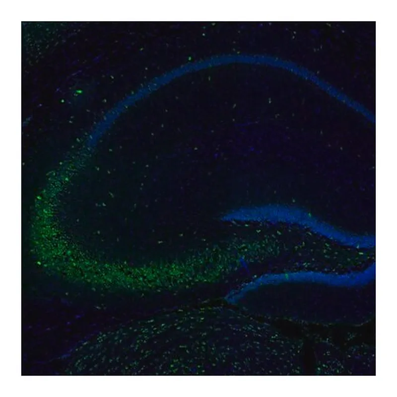 Merck Anti-ARFGEF1 antibody produced in rabbit