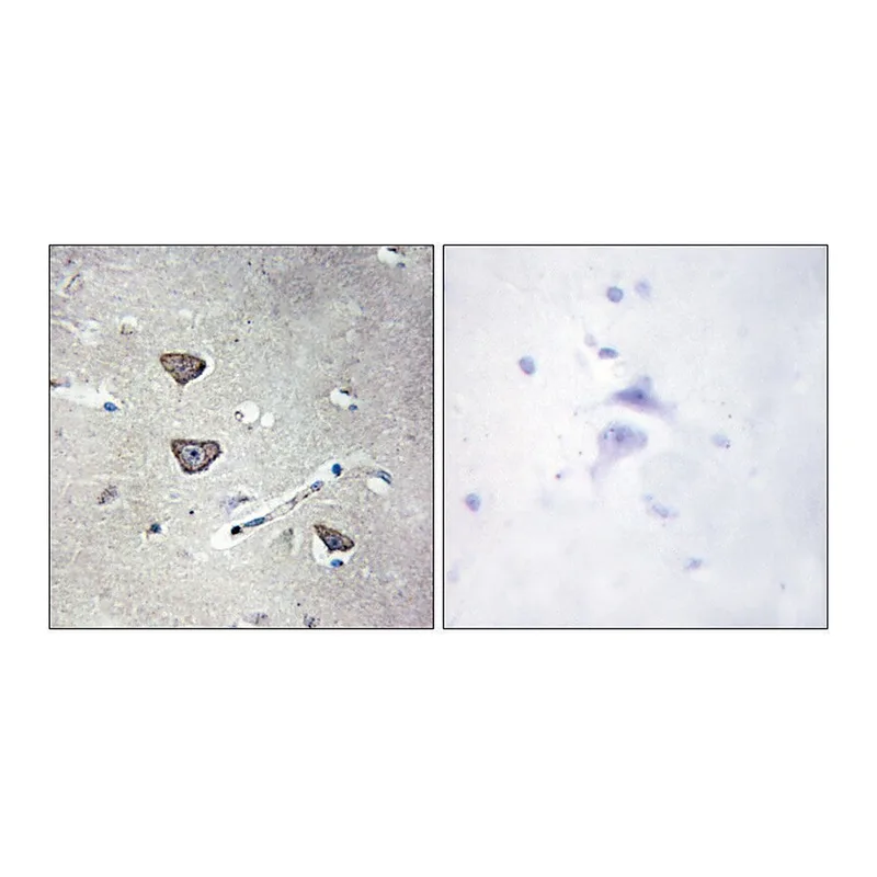 Merck Anti-5-HT-2C antibody produced in rabbit