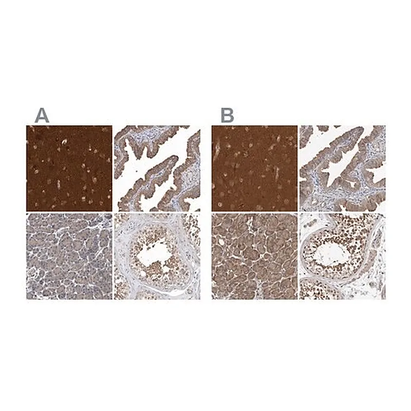 Merck Anti-OXR1 antibody produced in rabbit