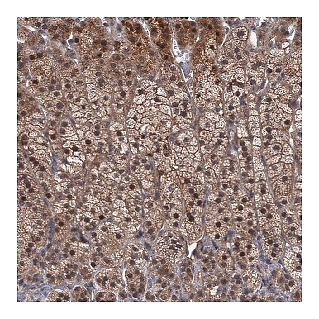Merck Anti-MBD6 antibody produced in rabbit