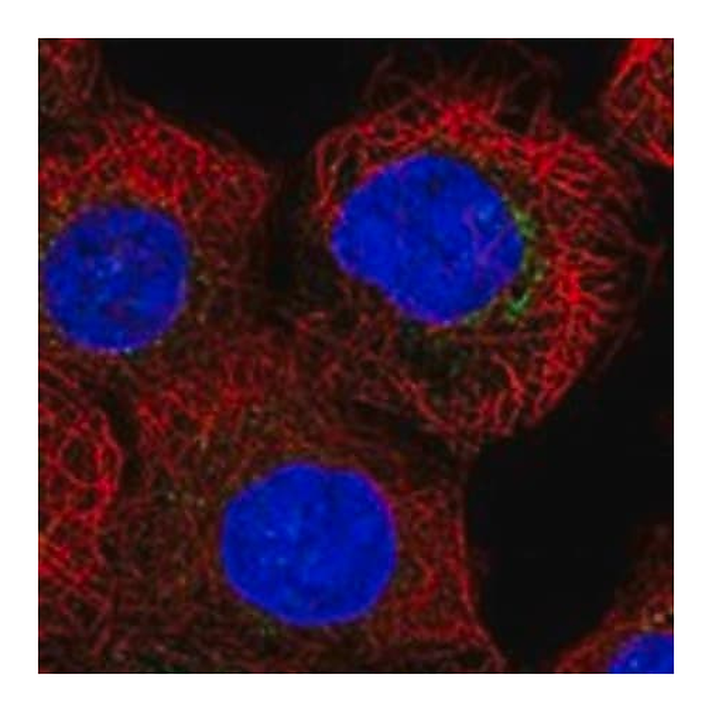Merck Anti-COG7 antibody produced in rabbit