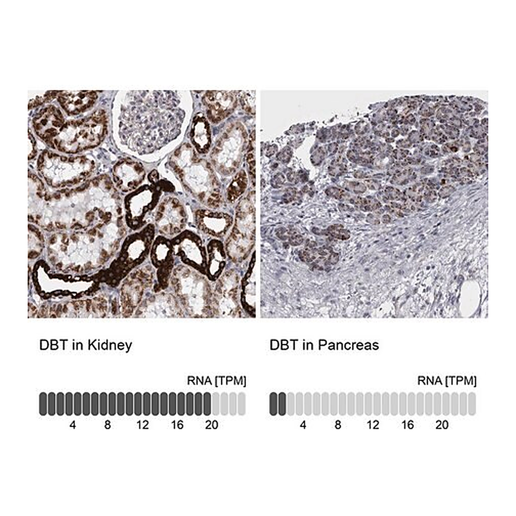 Merck Anti-DBT antibody produced in rabbit