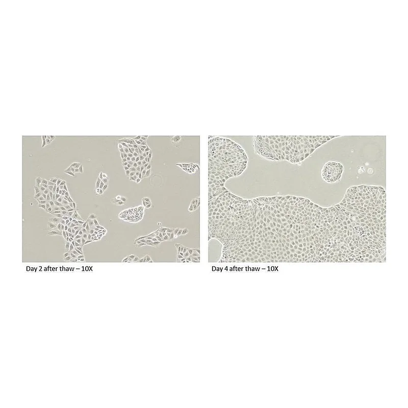 Merck Canine MDR1 Knockout, Human MDR1 Knockin MDCKII Cells