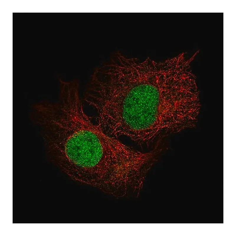 Merck Monoclonal Anti-SALL4 antibody produced in mouse