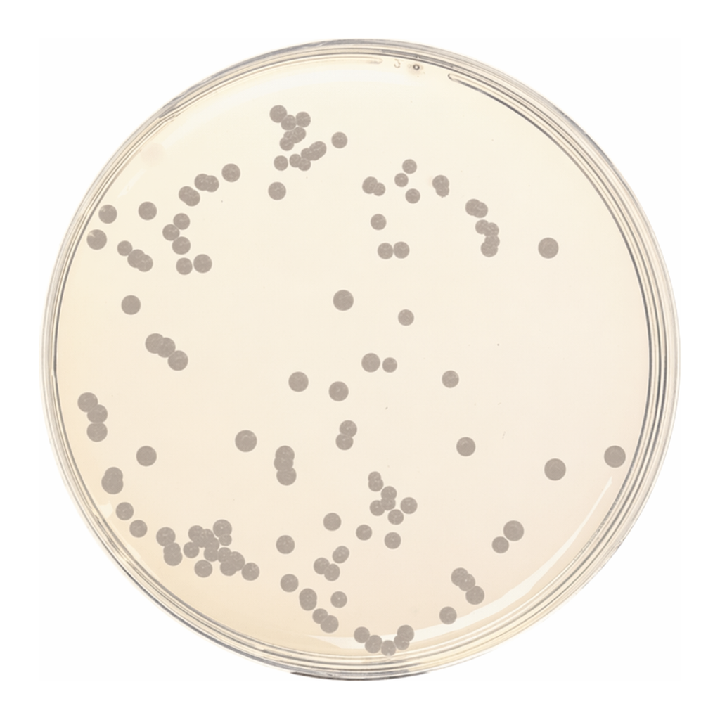Himedia Sabouraud Dextrose Agar, Granulated