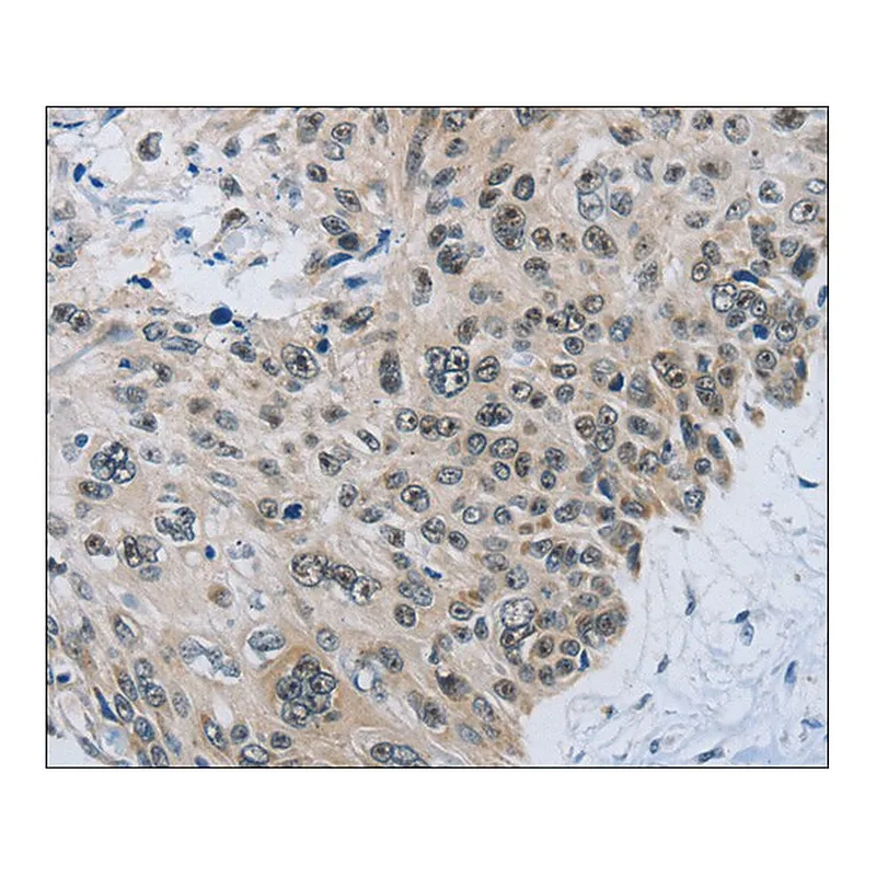 Merck Anti-SLC16A4 antibody produced in rabbit