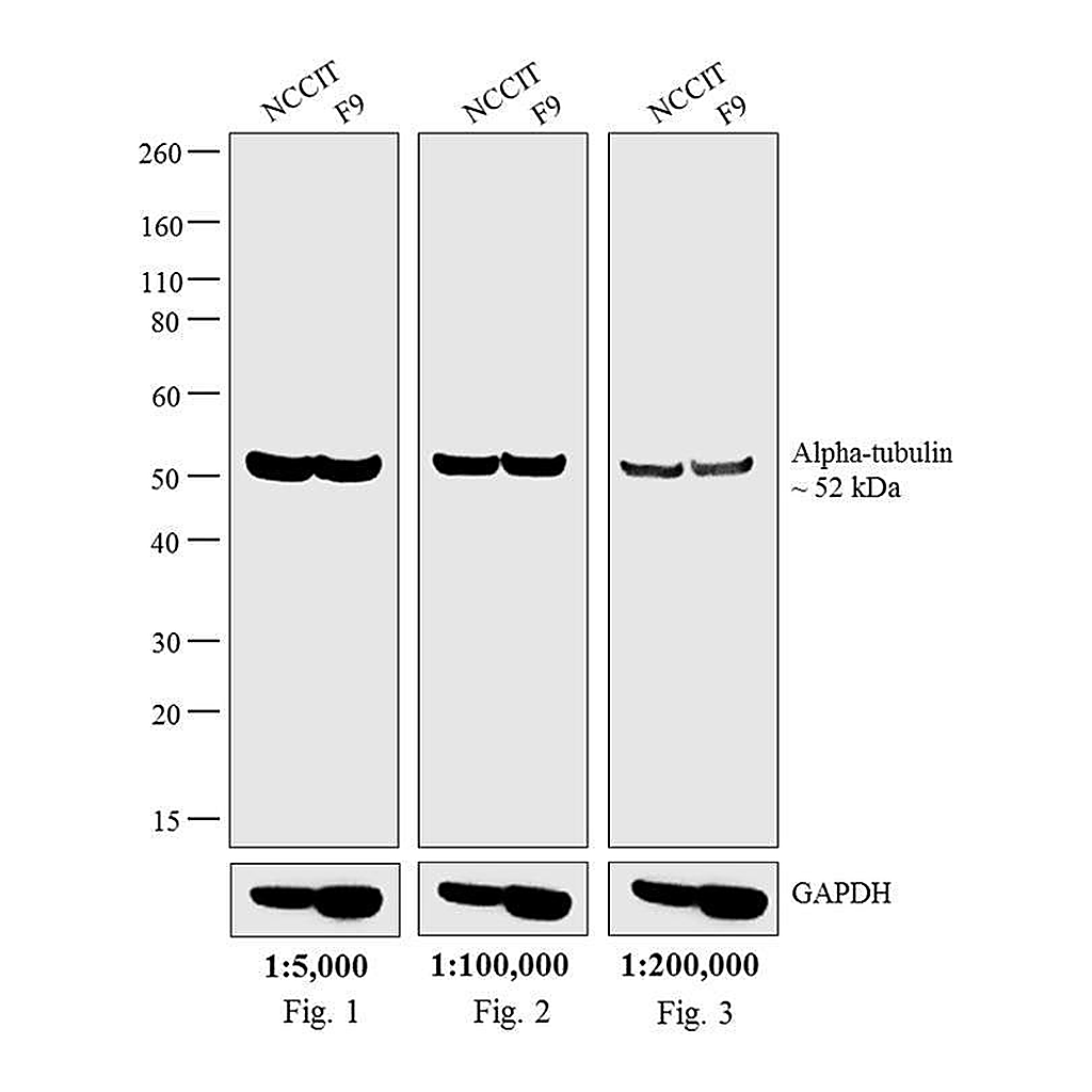 Thermo Fisher Scientific Goat anti-Rat IgG (H+L) Secondary Antibody, HRP