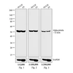 Thermo Fisher Scientific Goat anti-Rat IgG (H+L) Secondary Antibody, HRP