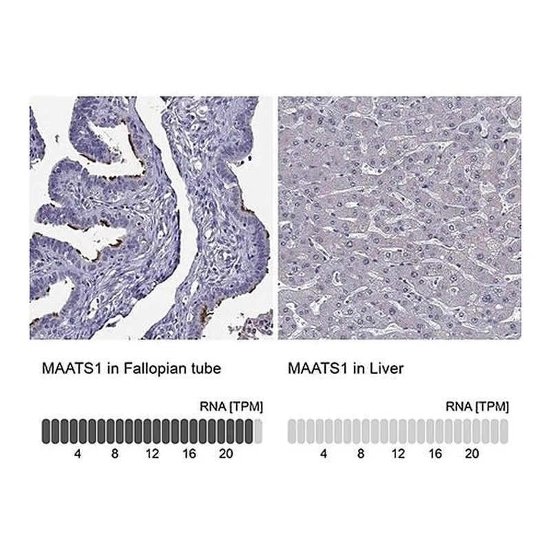 Merck Anti-CFAP91 antibody produced in rabbit