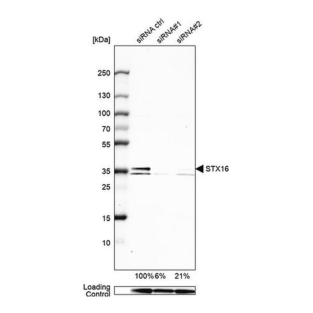Merck Anti-STX16 antibody produced in rabbit