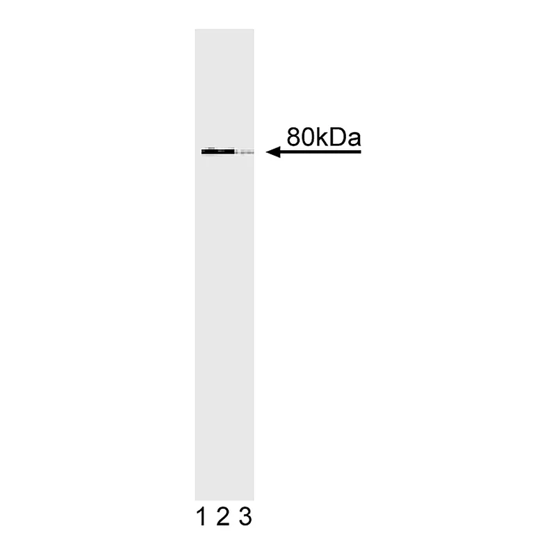 BD Purified Mouse Anti-hSlu7