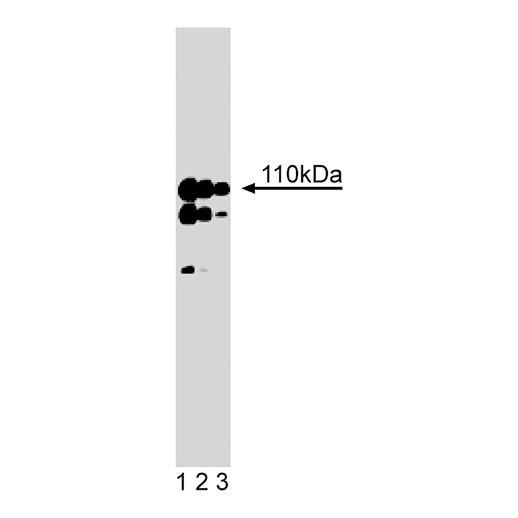 BD Purified Mouse Anti-Striatin