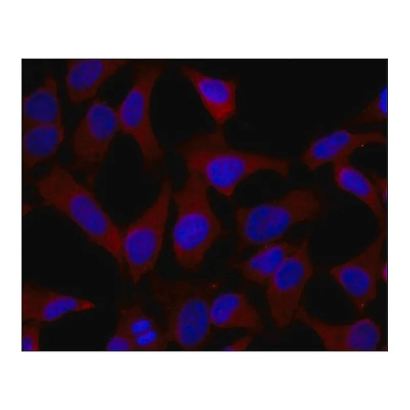 Merck Anti-MRP1 antibody,Mouse monoclonal