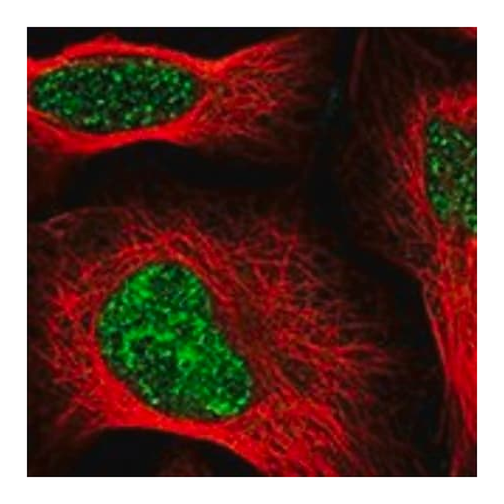 Merck Anti-SIRT7 antibody produced in rabbit